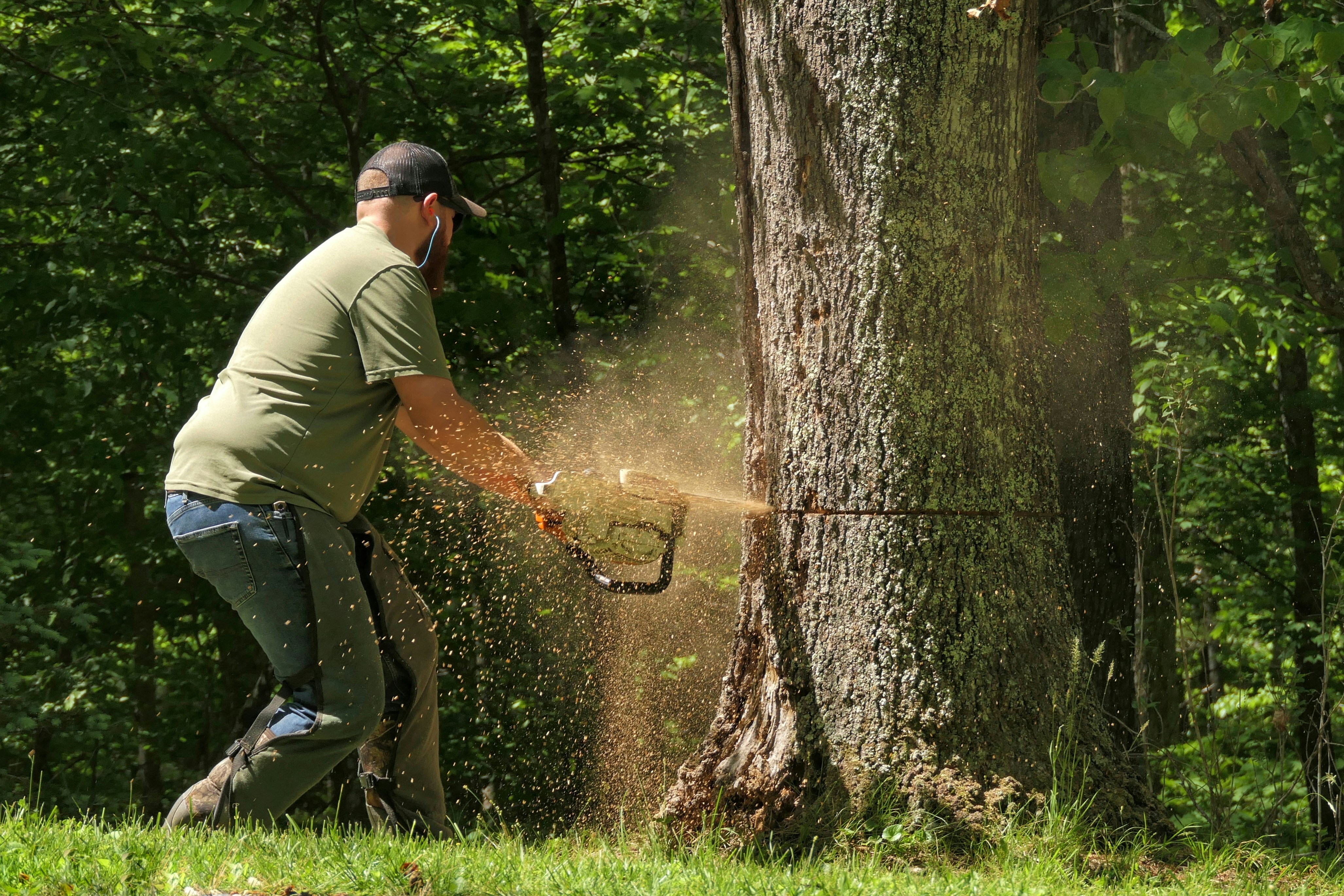 Greenville, MI Tree Service Guide: Removal, Trimming & Cleanup